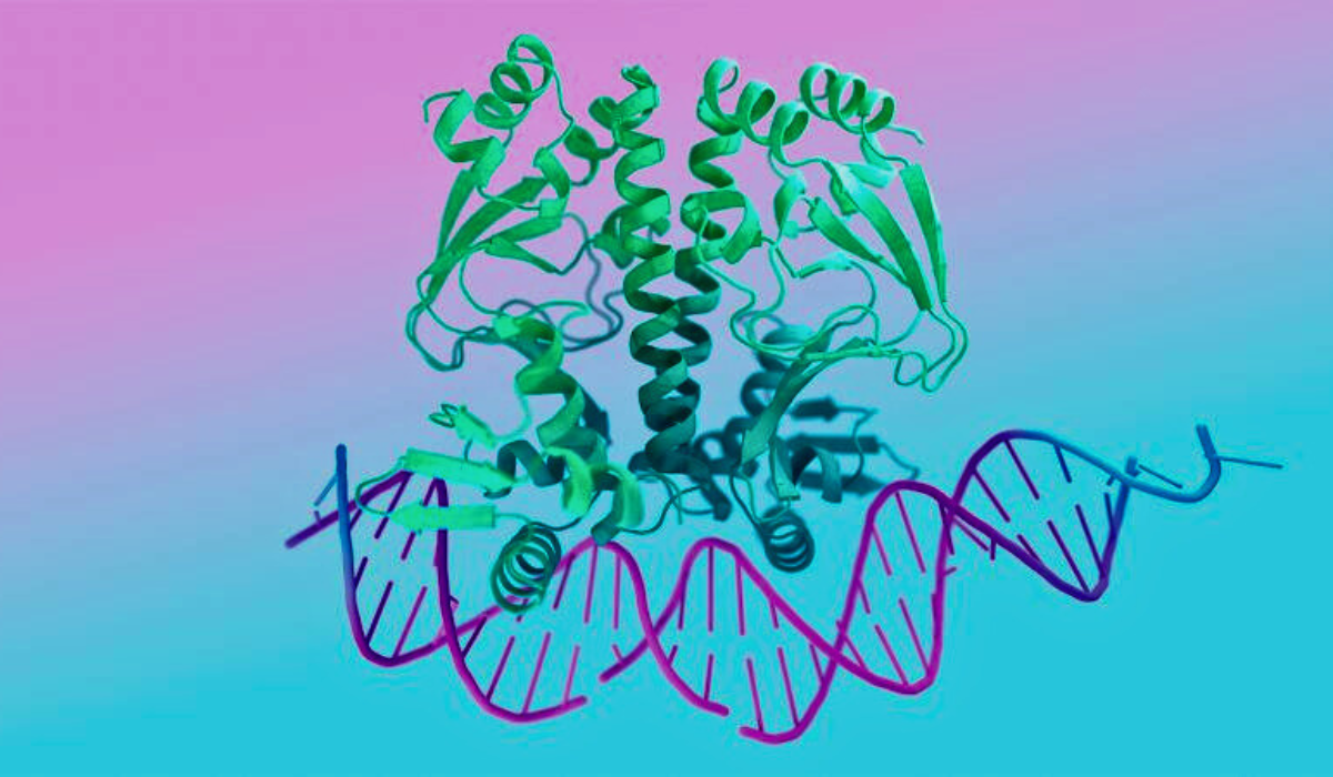 photo: DNA structure